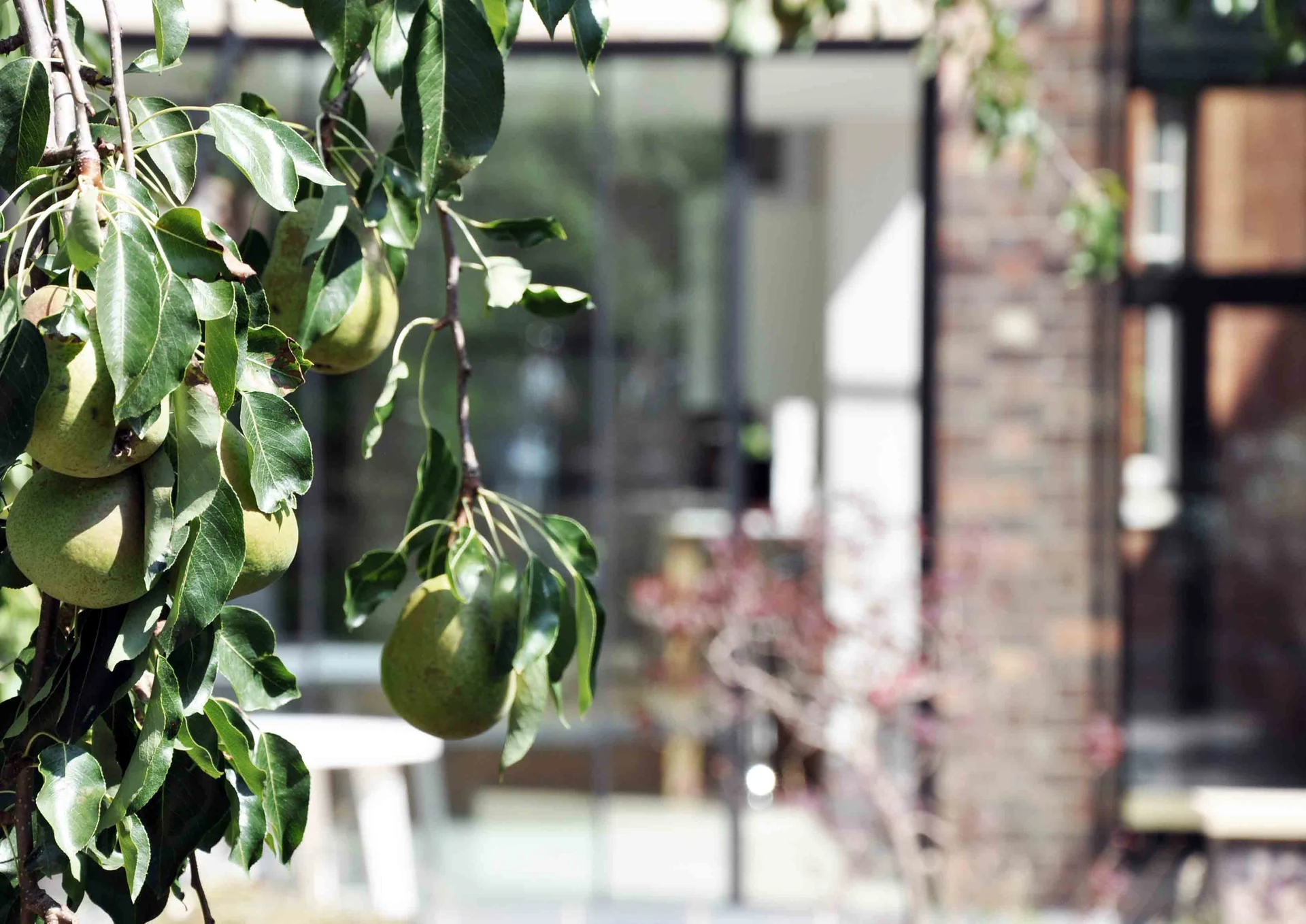 Pears and leaves in the foreground, with the glazed extension softly out of focus behind.